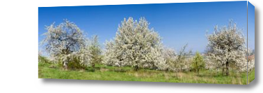 Картина Цветущая вишня